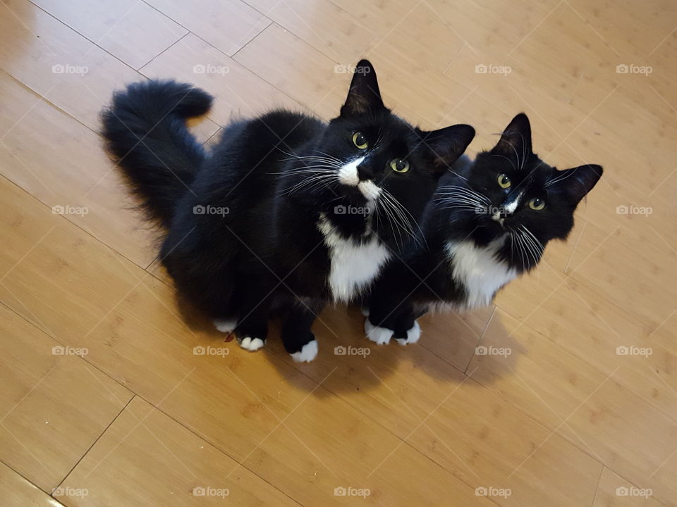 Pair of Black Cats