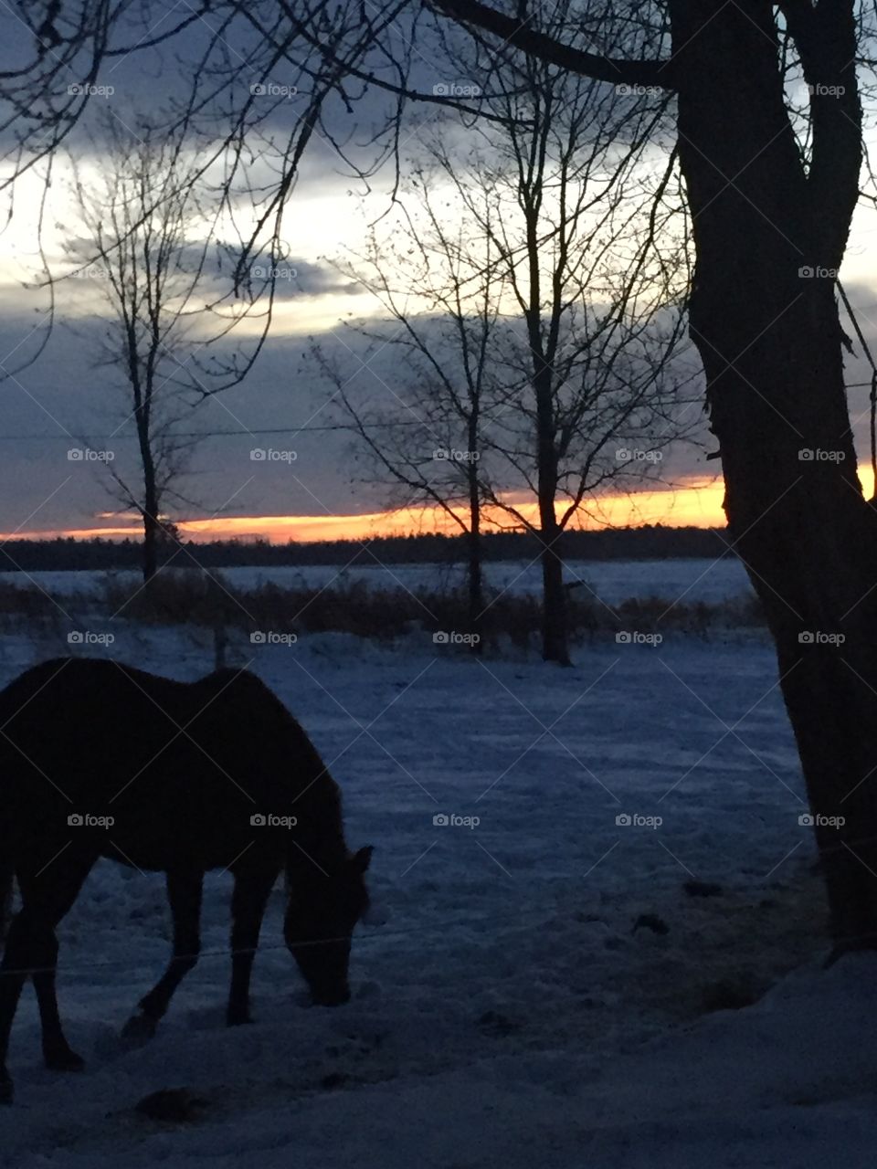 Sunrise giving birth to a brand new day Soft silhouette in the foreground of a horse in a tree