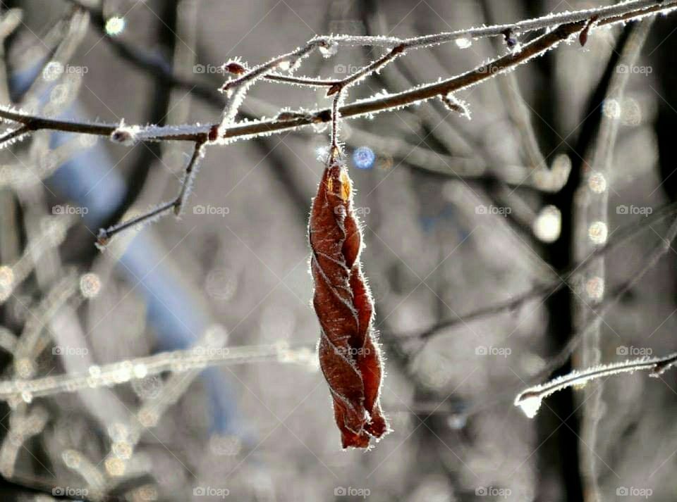 Froze leaf