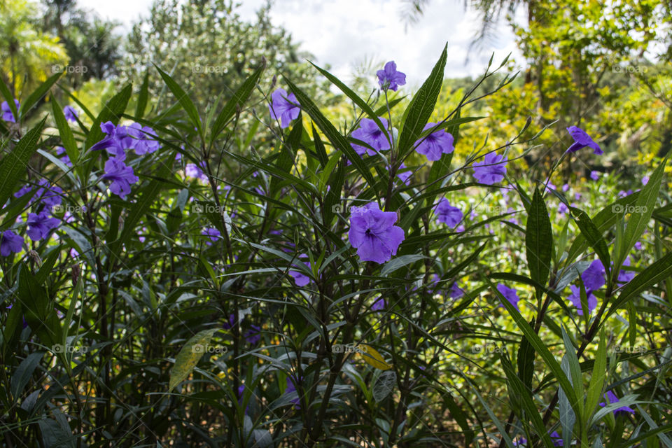 Beautiful purple flowers