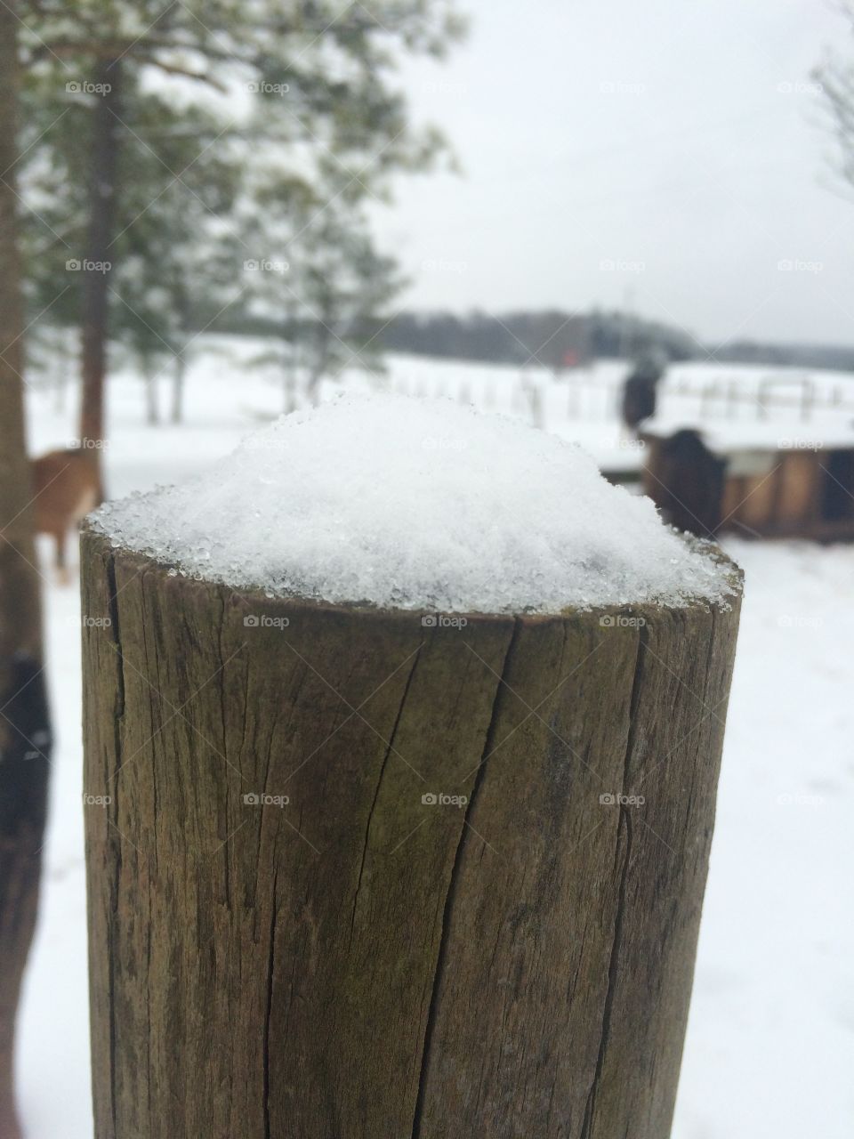 Snow on a post 