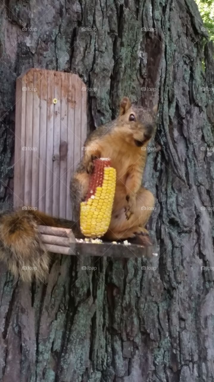 Squirrel. eating fresh picked corn... aw😊