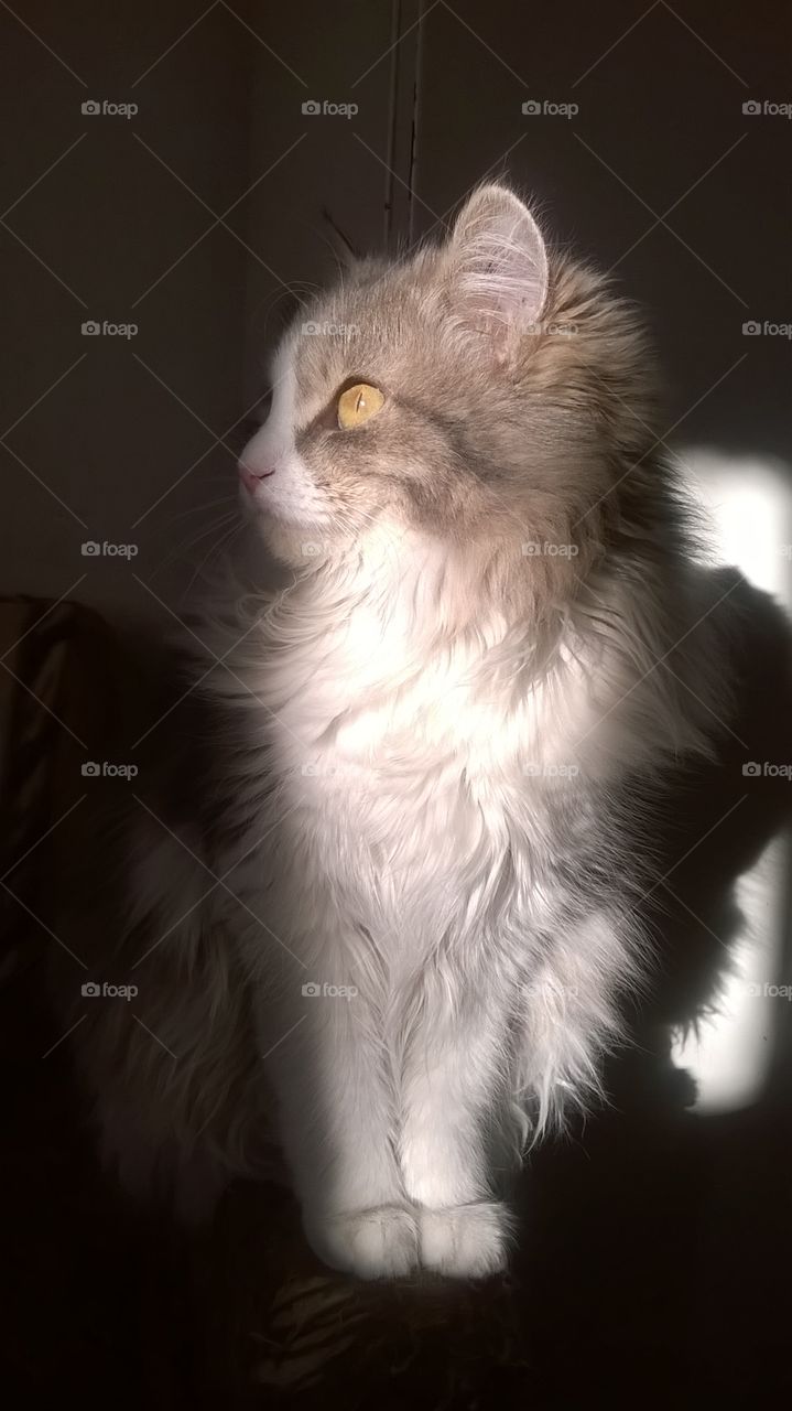 gray fluffy cat with beautiful yellow eyes