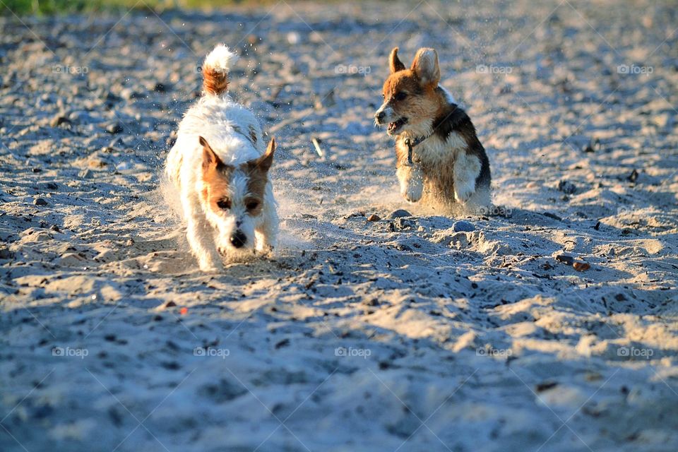 Dogs at the beach