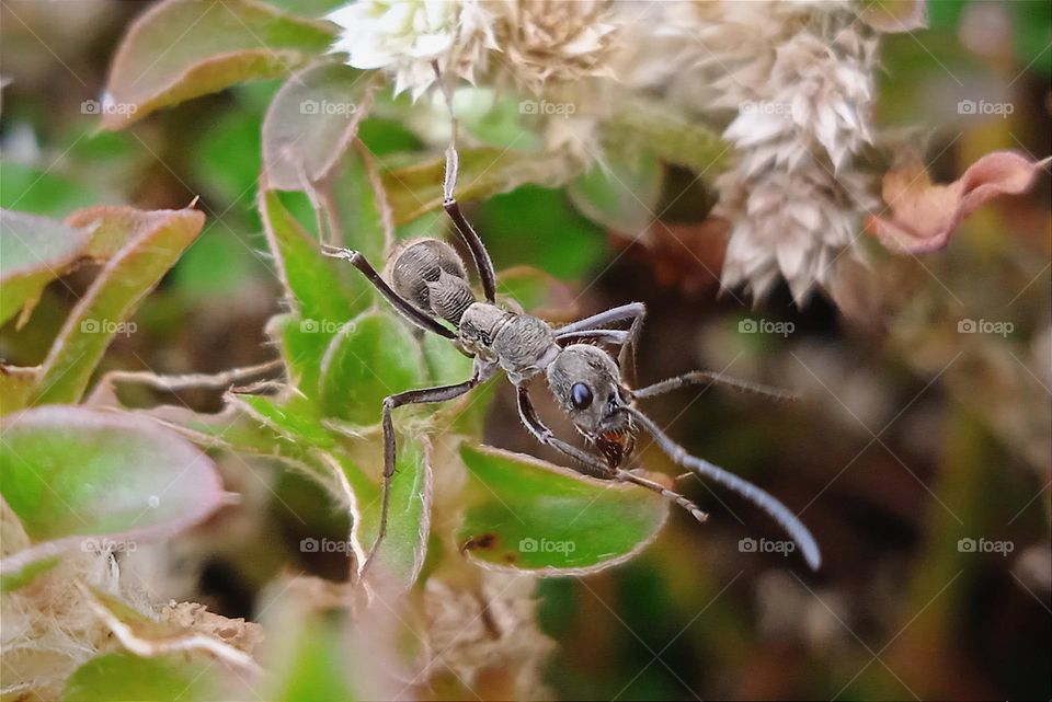 An ant crawling on the leaves.