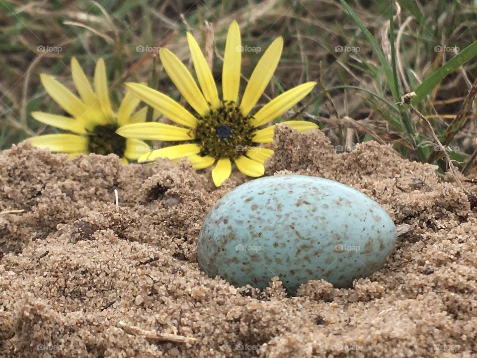 Frog viewpoint before an egg lying in sand