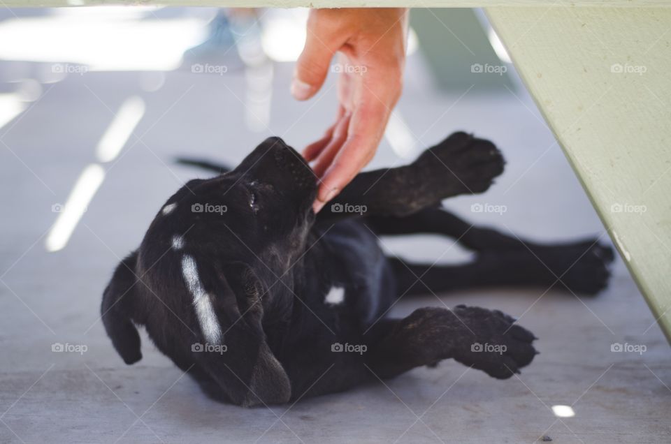 Our worksite puppy whom we named Lion