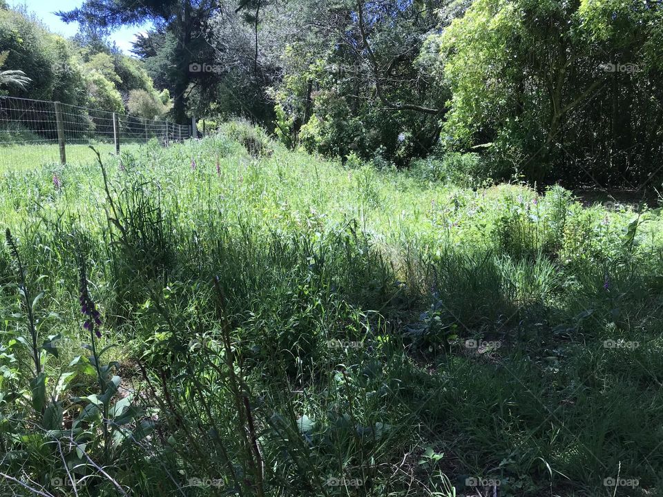 Very tall grass near metal fence with trees on right.