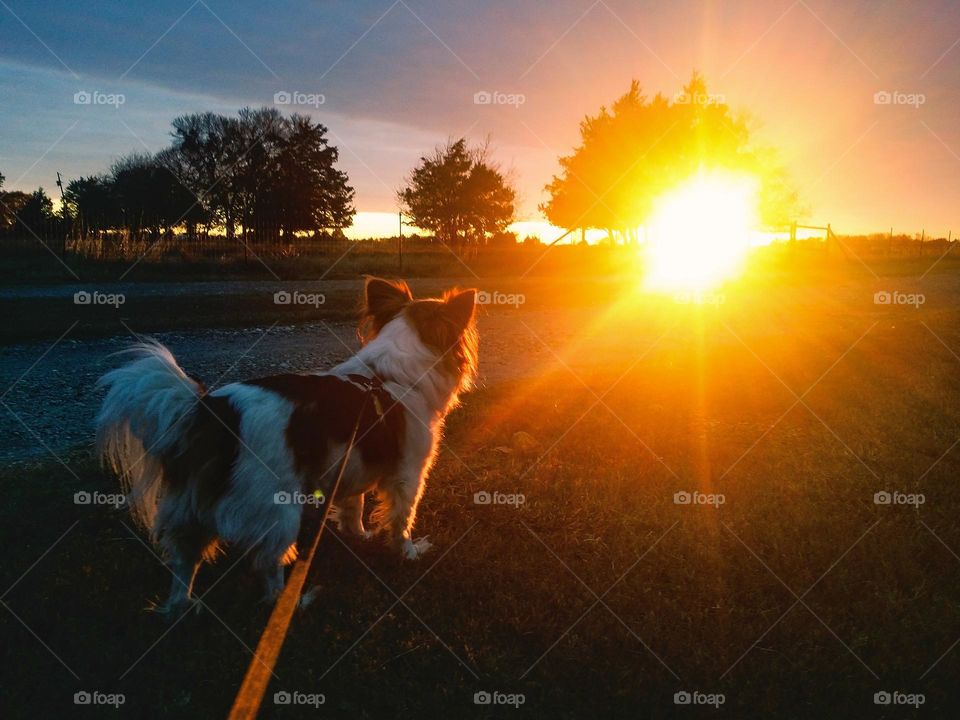 Walking the Dog at Sunset