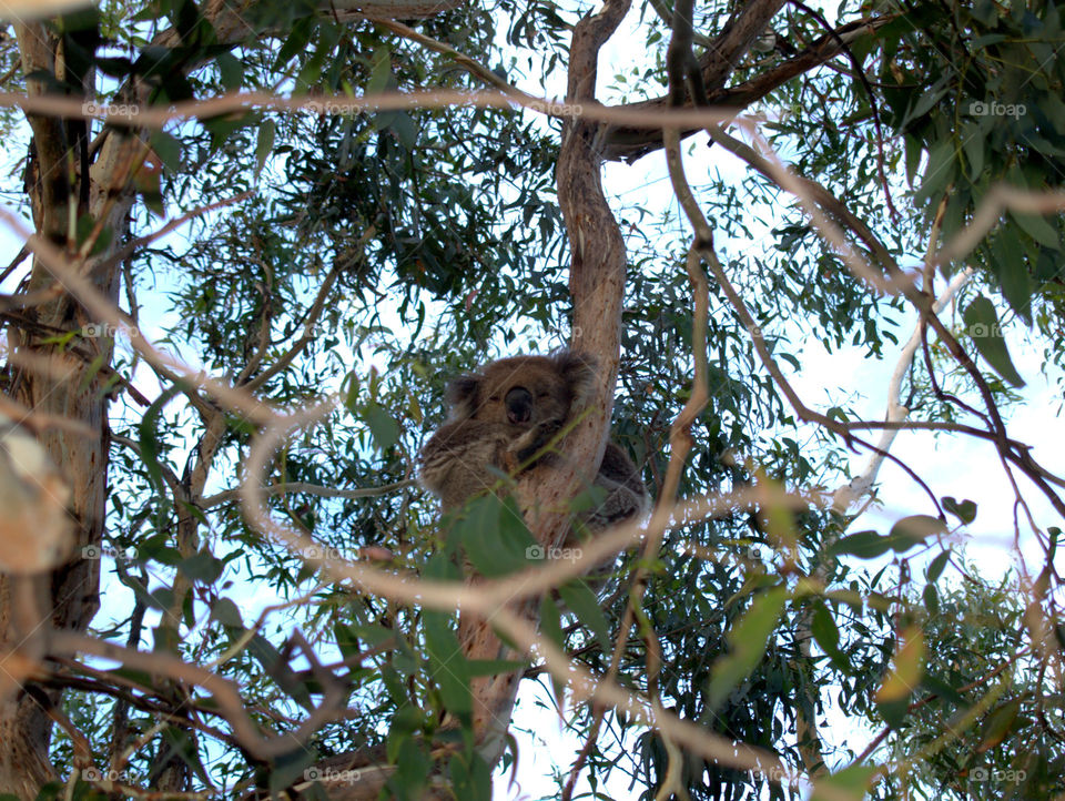 koala bear is sitting on a tree in his natural habitat in Australia