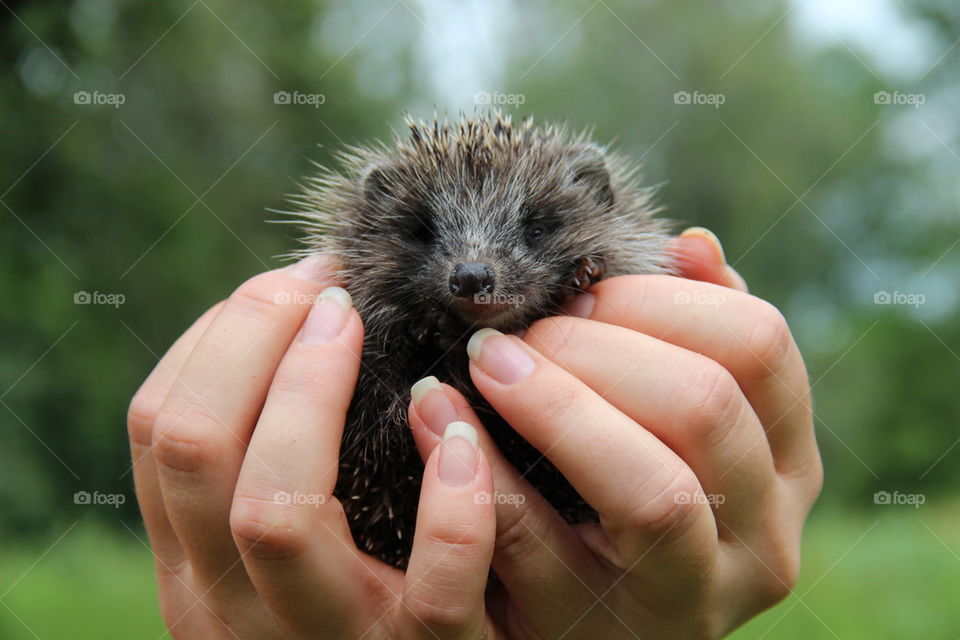 hedgehog in hand 