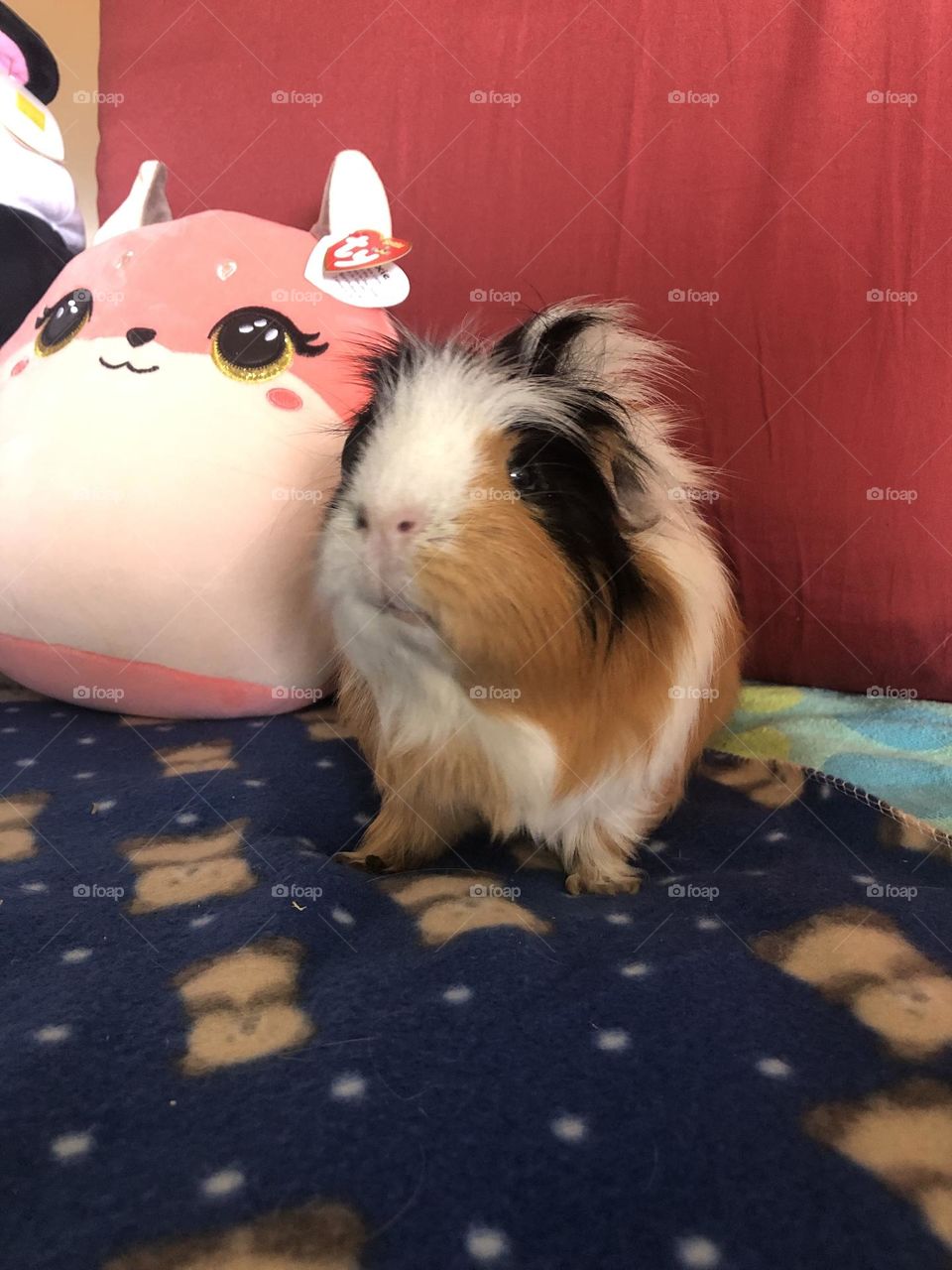 My baby Jonathan sweet Guinea piglet 