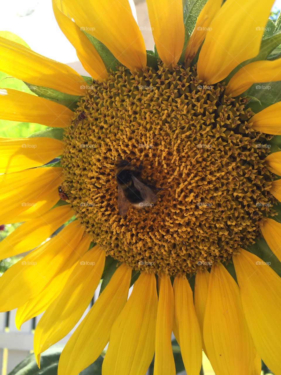Bee and sunflowers
