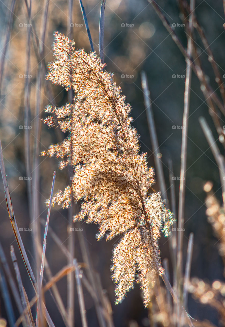 Close-up of reed plant