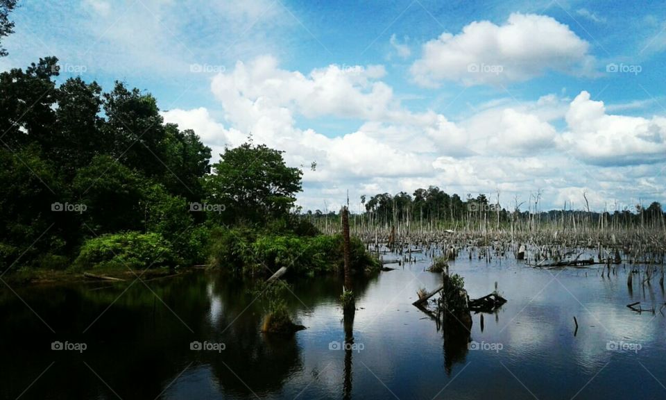 "borneo forest that is not much and a lot of puddles"