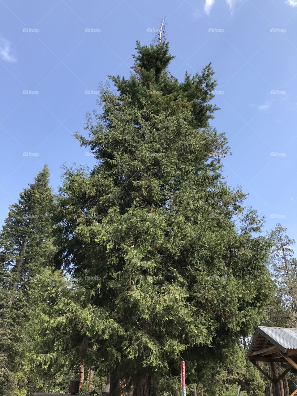 A very tall tree in the mountains.