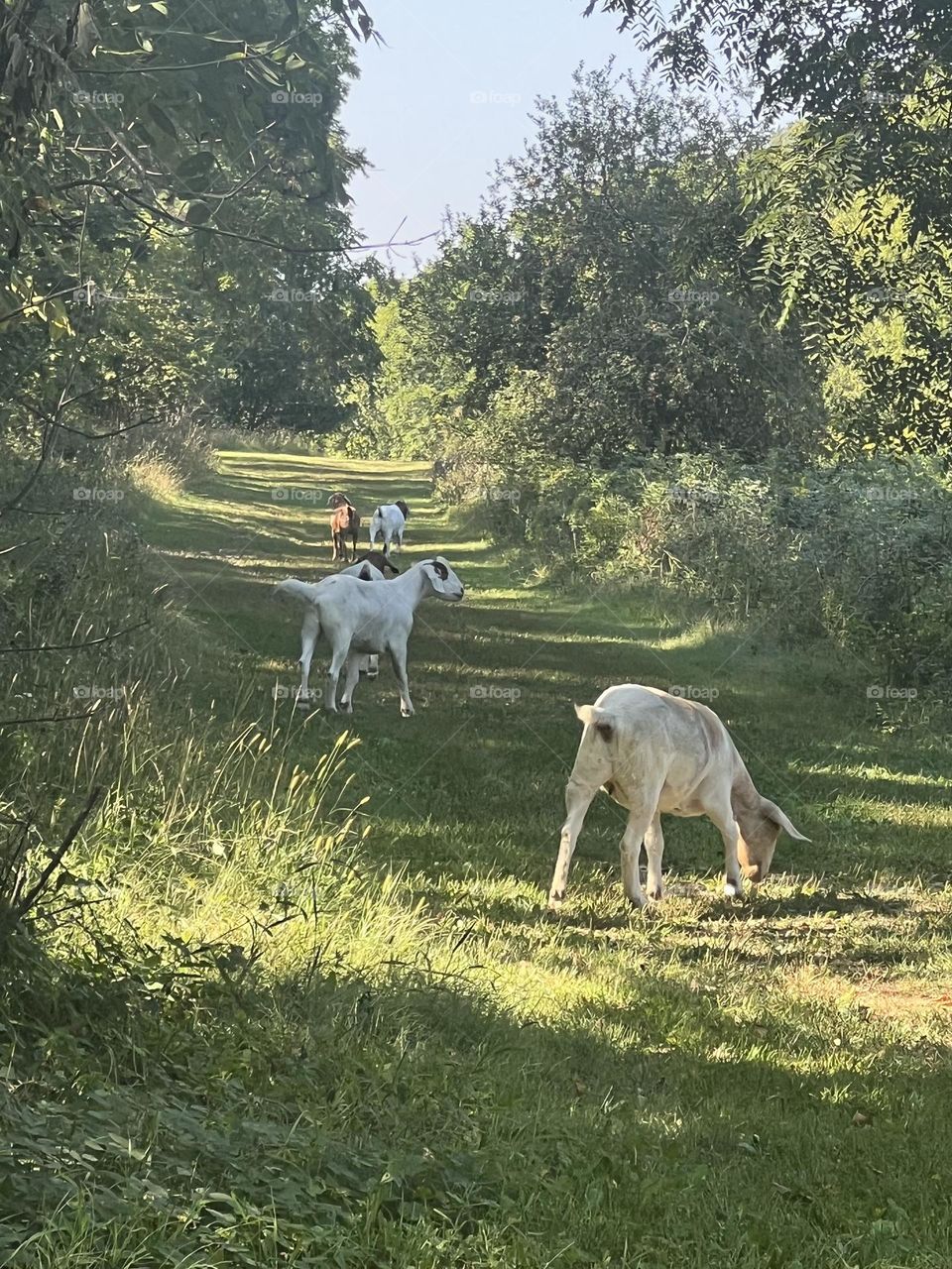 Goats leading the way