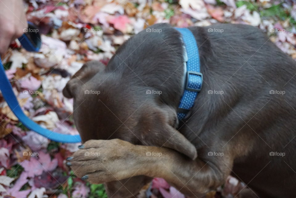 Labrador#dog#canine#cute#nature#leaves