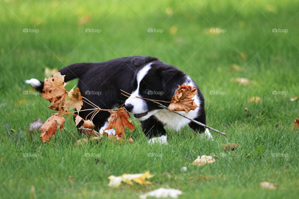 Grass, Animal, Mammal, Field, Dog