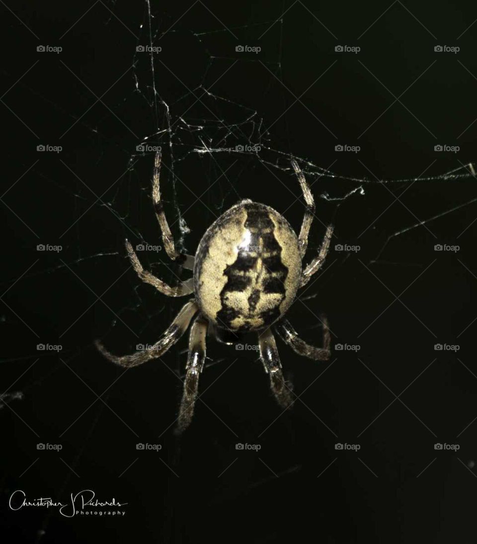 Spider