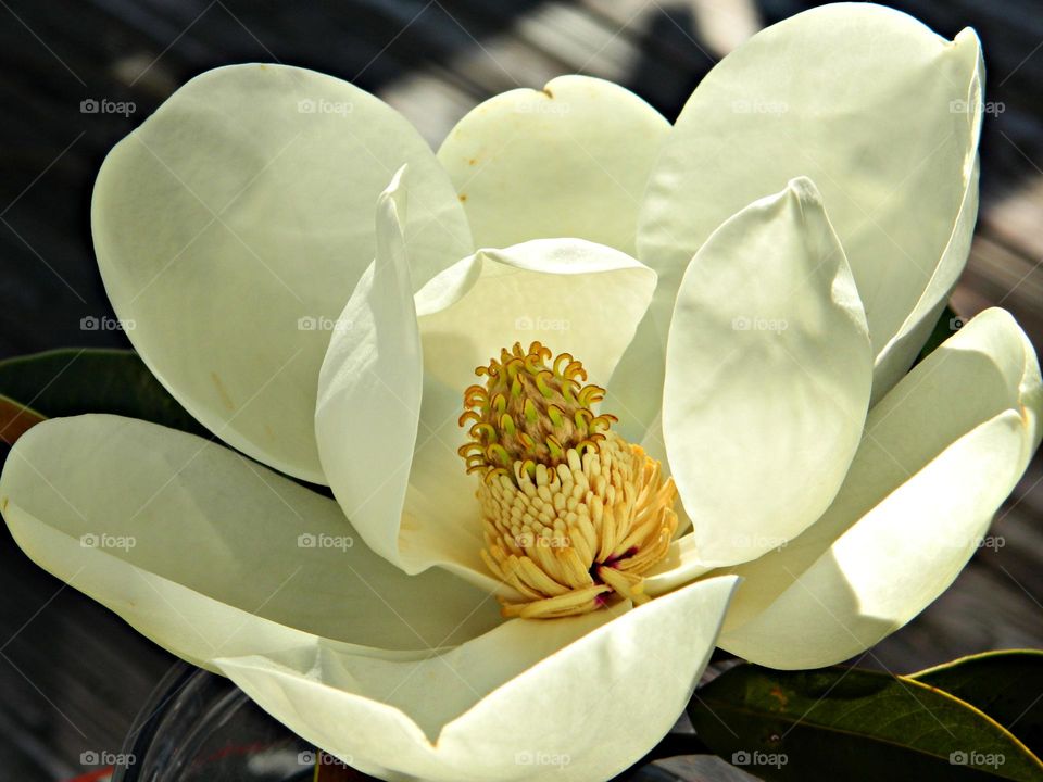 Color: White - The Magnolia flower, usually cuplike and fragrant, are located at the branch tips and have three sepals, six to 12 petals arranged in two to four series, and many spirally arranged stamens.