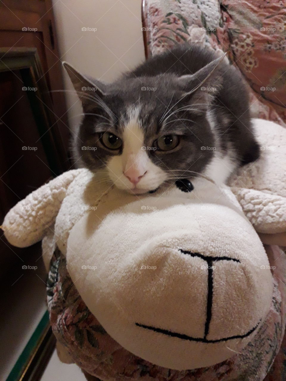 cat on a comfortable pillow