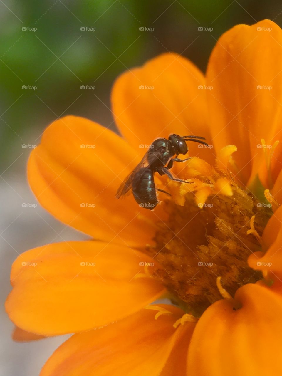 Stingless bee 