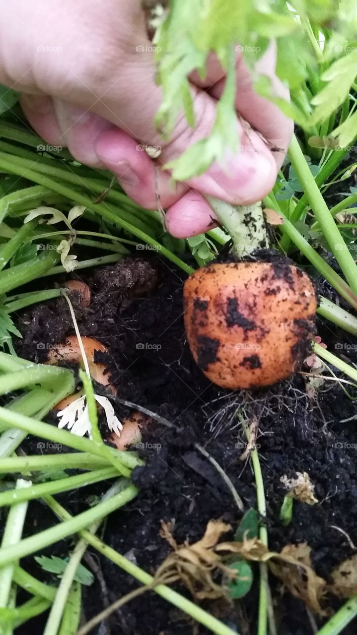 pulling carrots