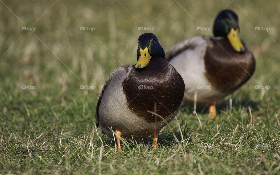 ducks