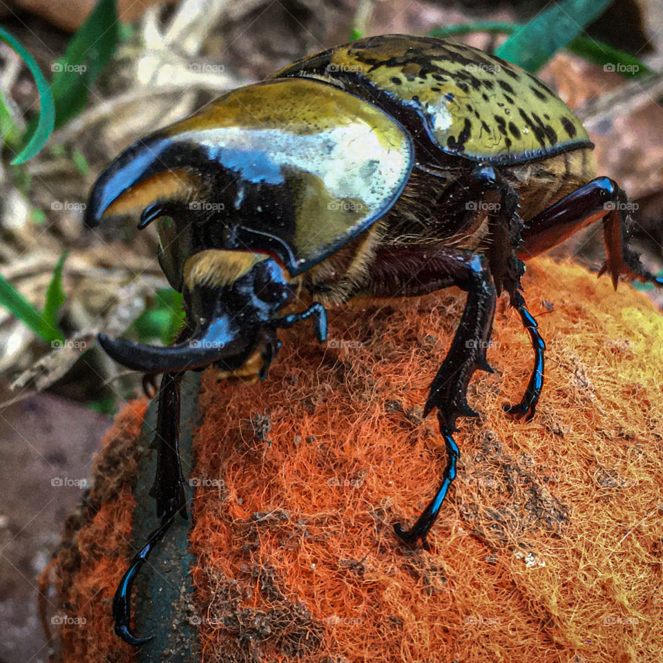 Hercules beetle 
