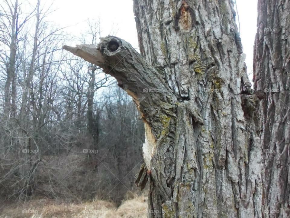 A branch that looks like a birds eye.