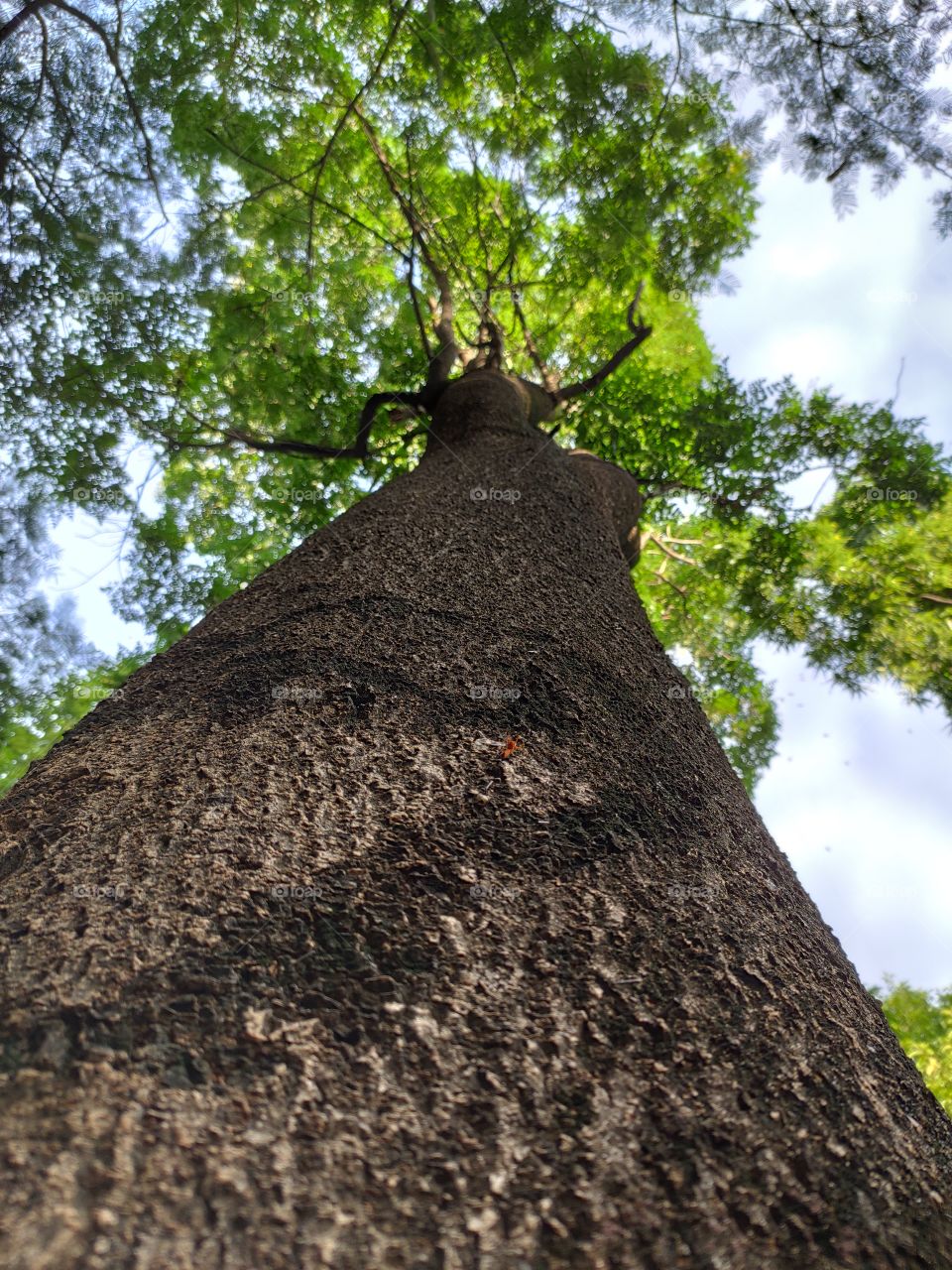 Different view tree bark captured in daylight