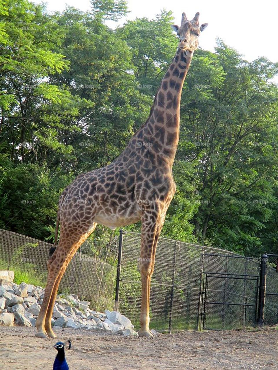 The Amazing World of giraffes