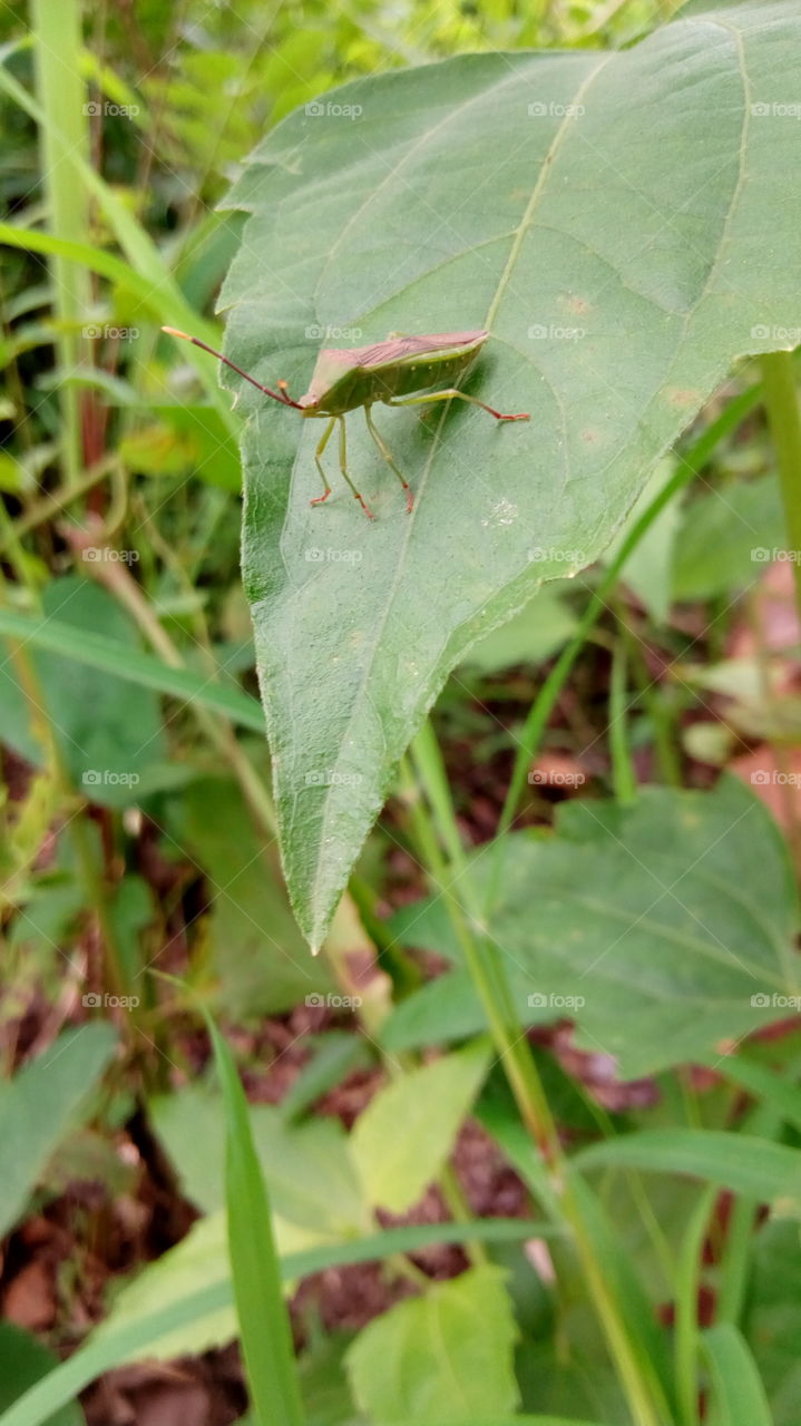 insect of leaf,  very beautiful insect on beautiful leaf