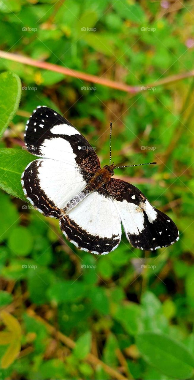 black butterfly with intense white, beautiful and delicate