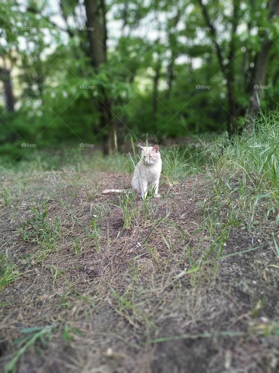 sad cat
грустный кот