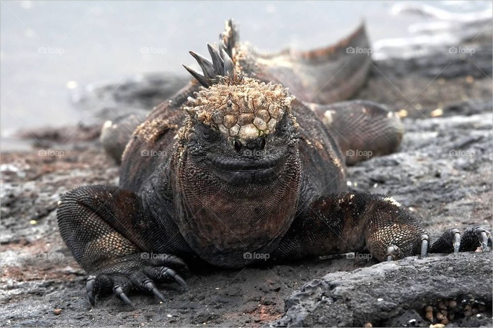 Marine Iguana