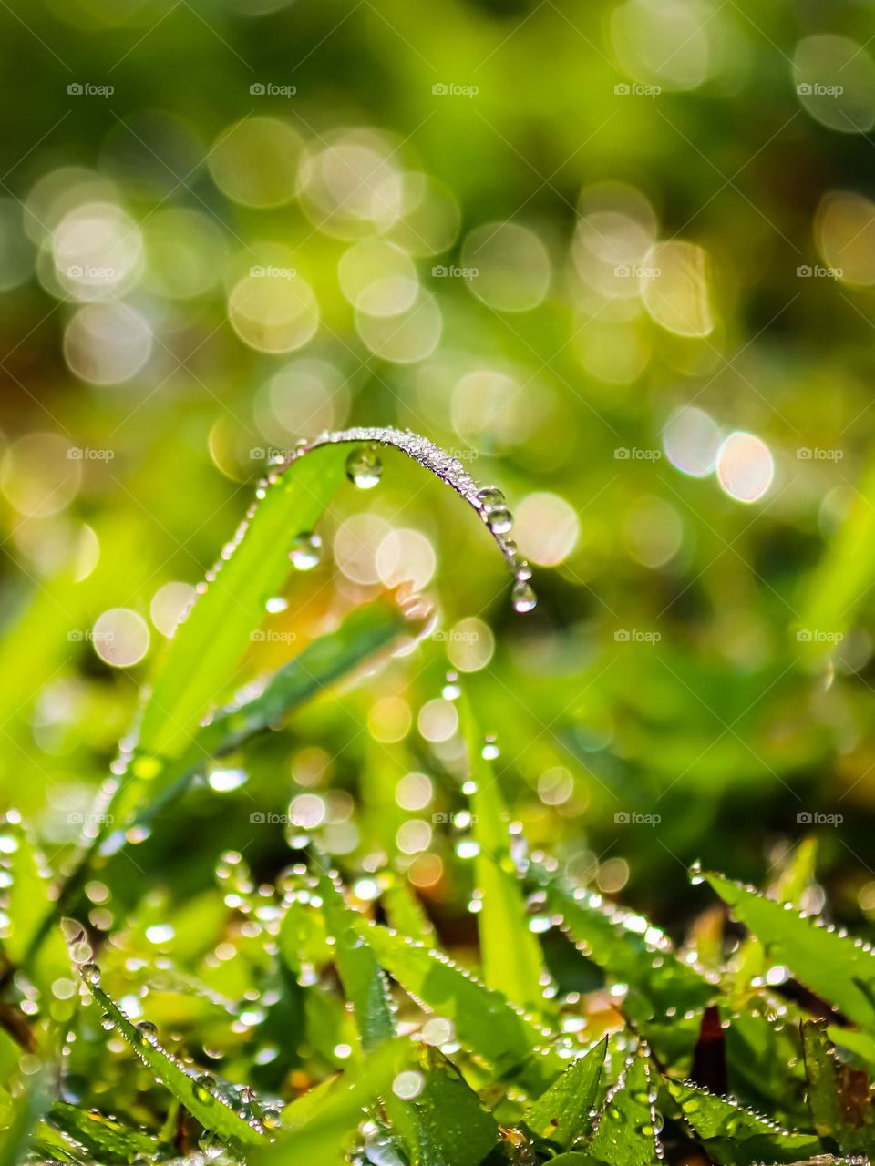 Early morning dew on the green grass