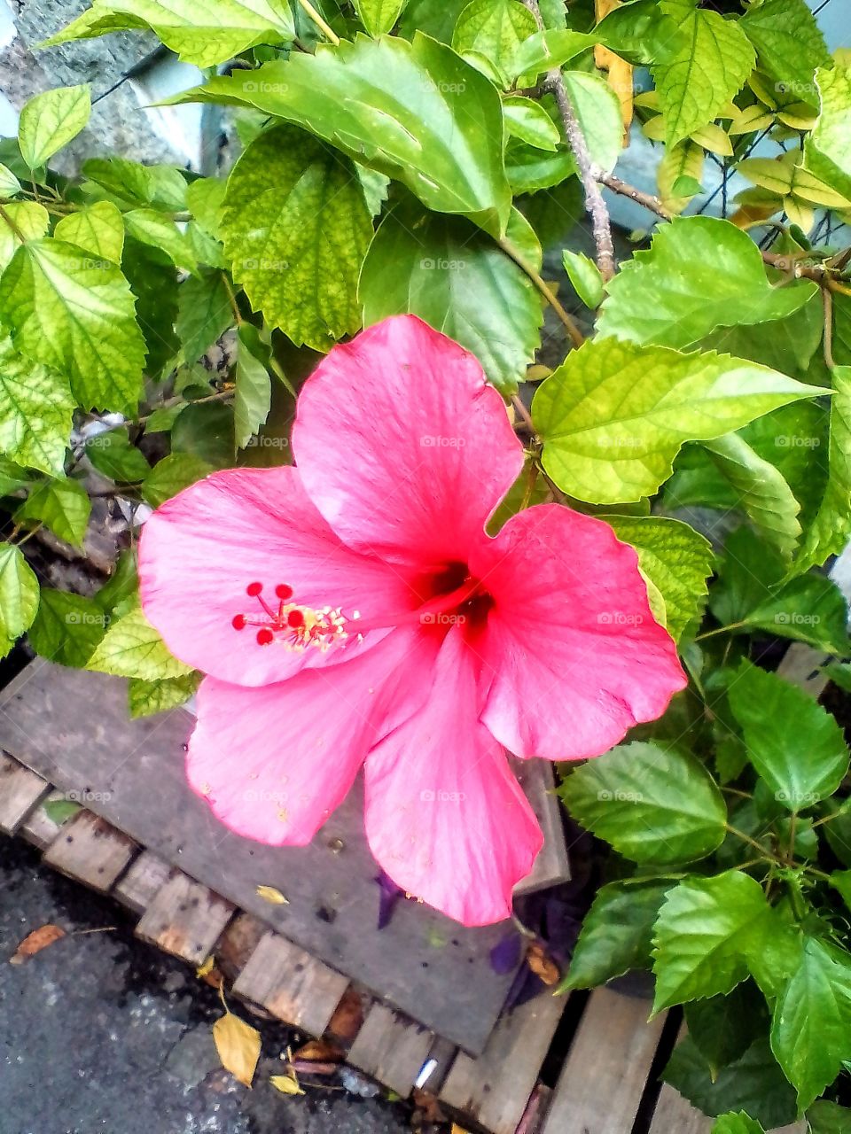 Hibiscus Flower that bloom red are very beautiful