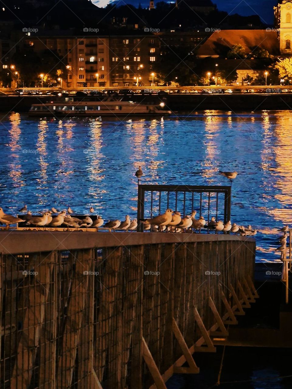 seagulls in the city of Budapest