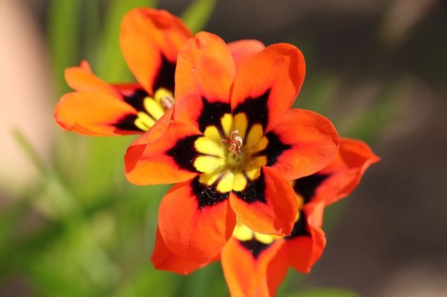 spring flowers nature red by kandovit