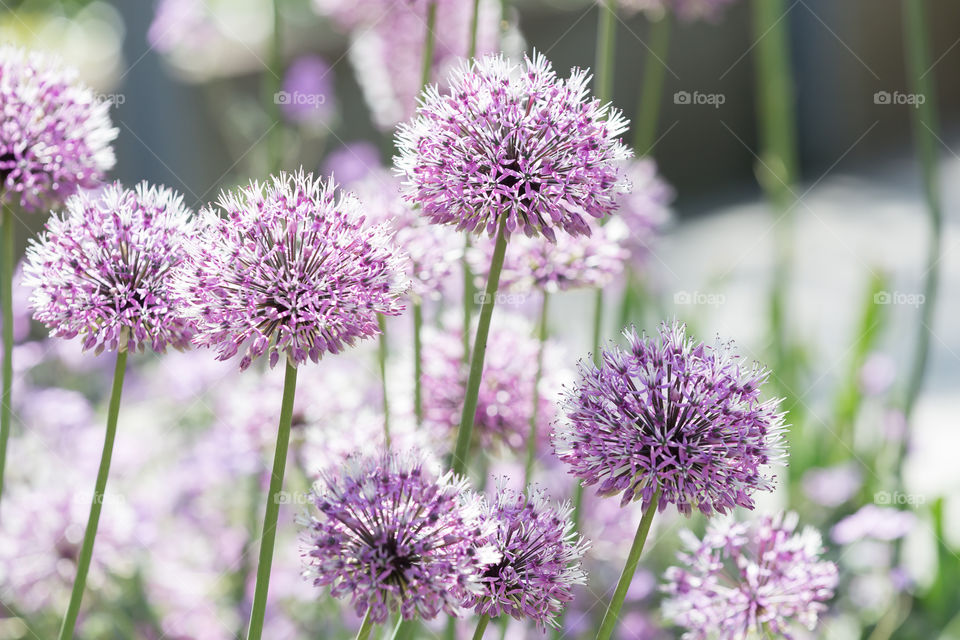 Beautiful purple allium flowers blooming in flowerbeds 