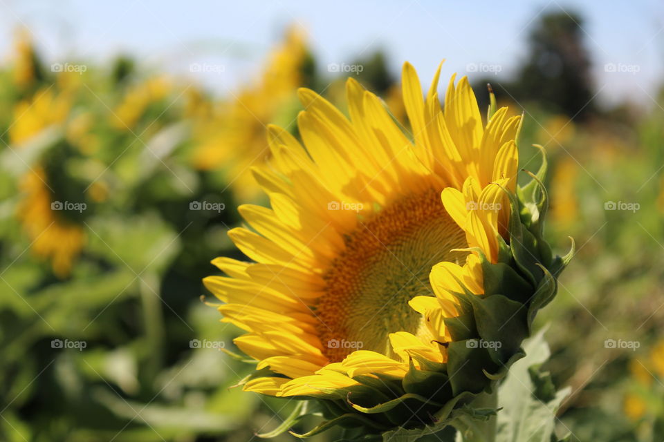 sunflower