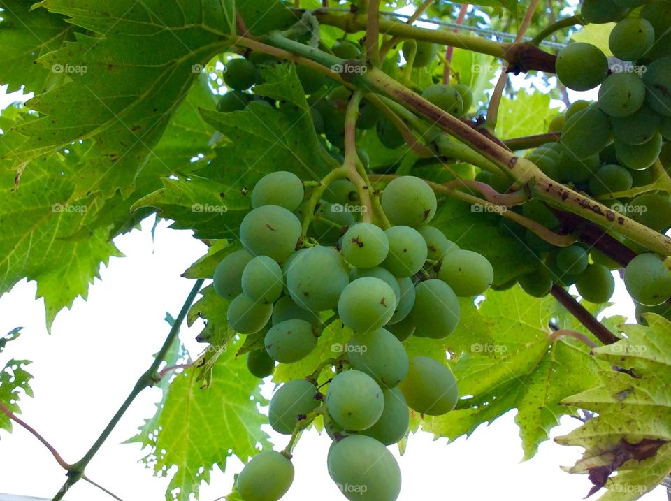 Grapes