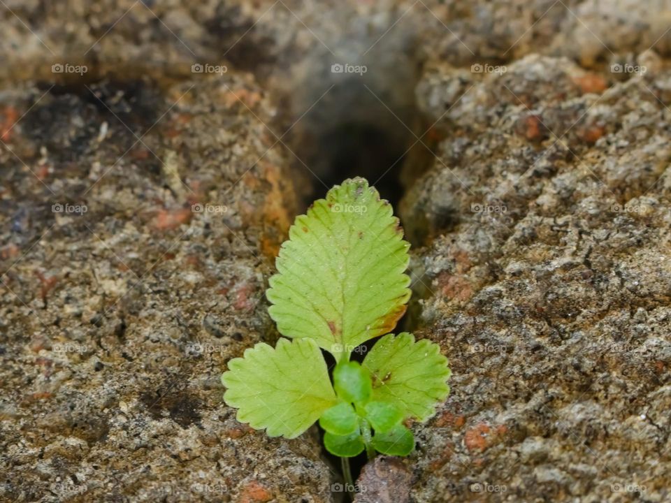 small plants