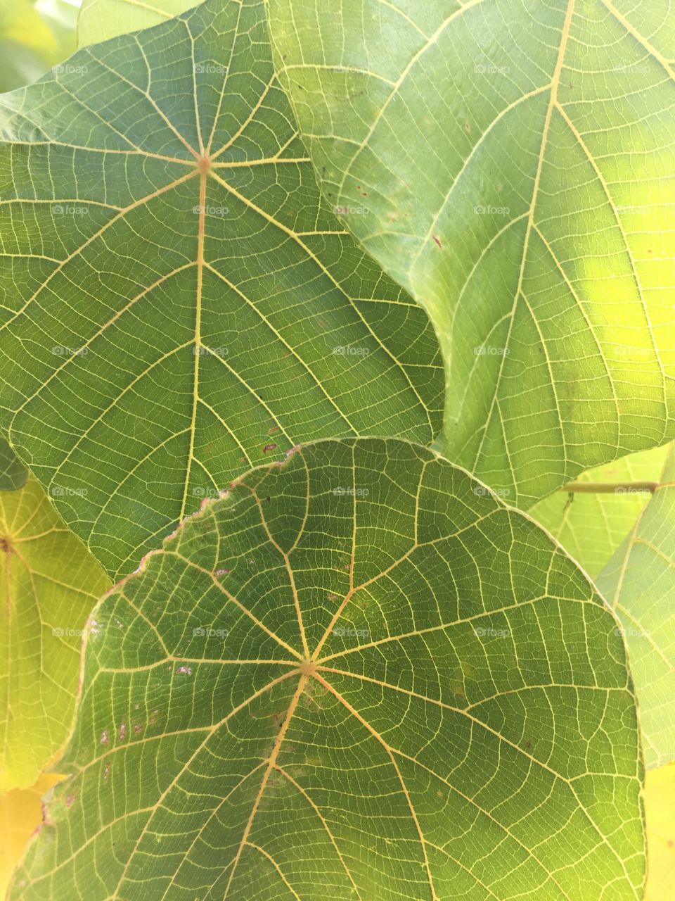 Glorious tropical leaf with lime green glowing spiderweb veins
