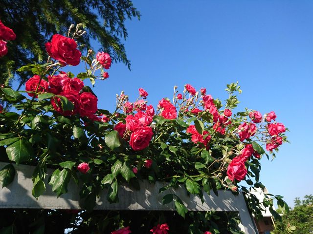 Flores rosadas 