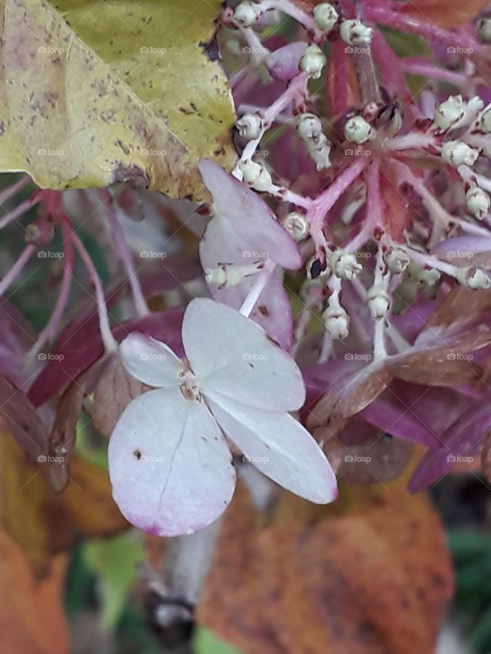 close-up of last white- pink  hydrangea flowers