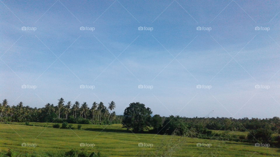 field of paddy