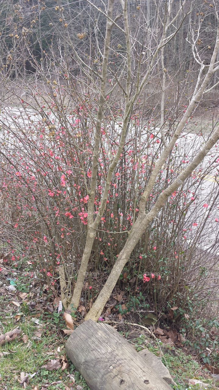 Kentucky flower bush